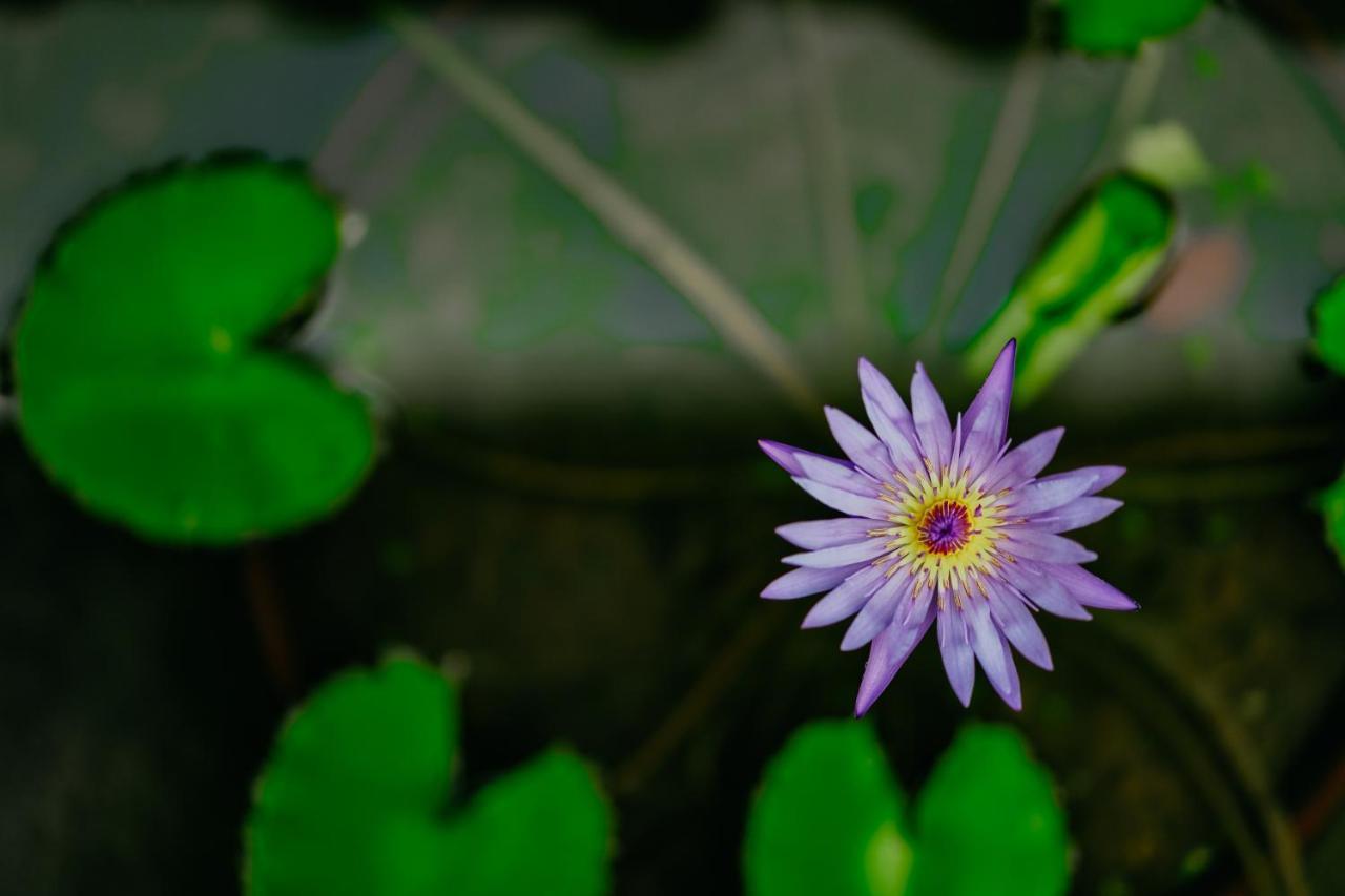 Jungle Lotus Villas Ubud Kültér fotó